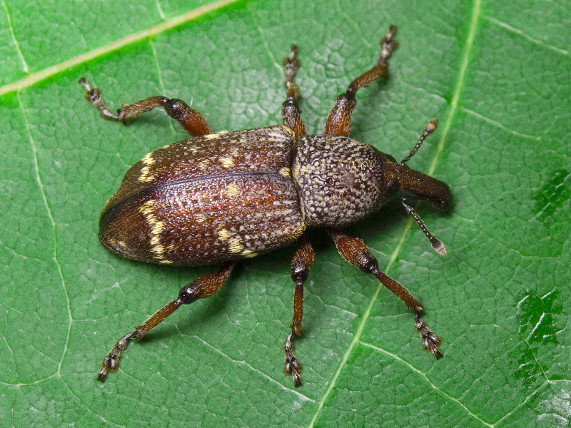 Hylobius transversovittatus (Goeze, 1777)